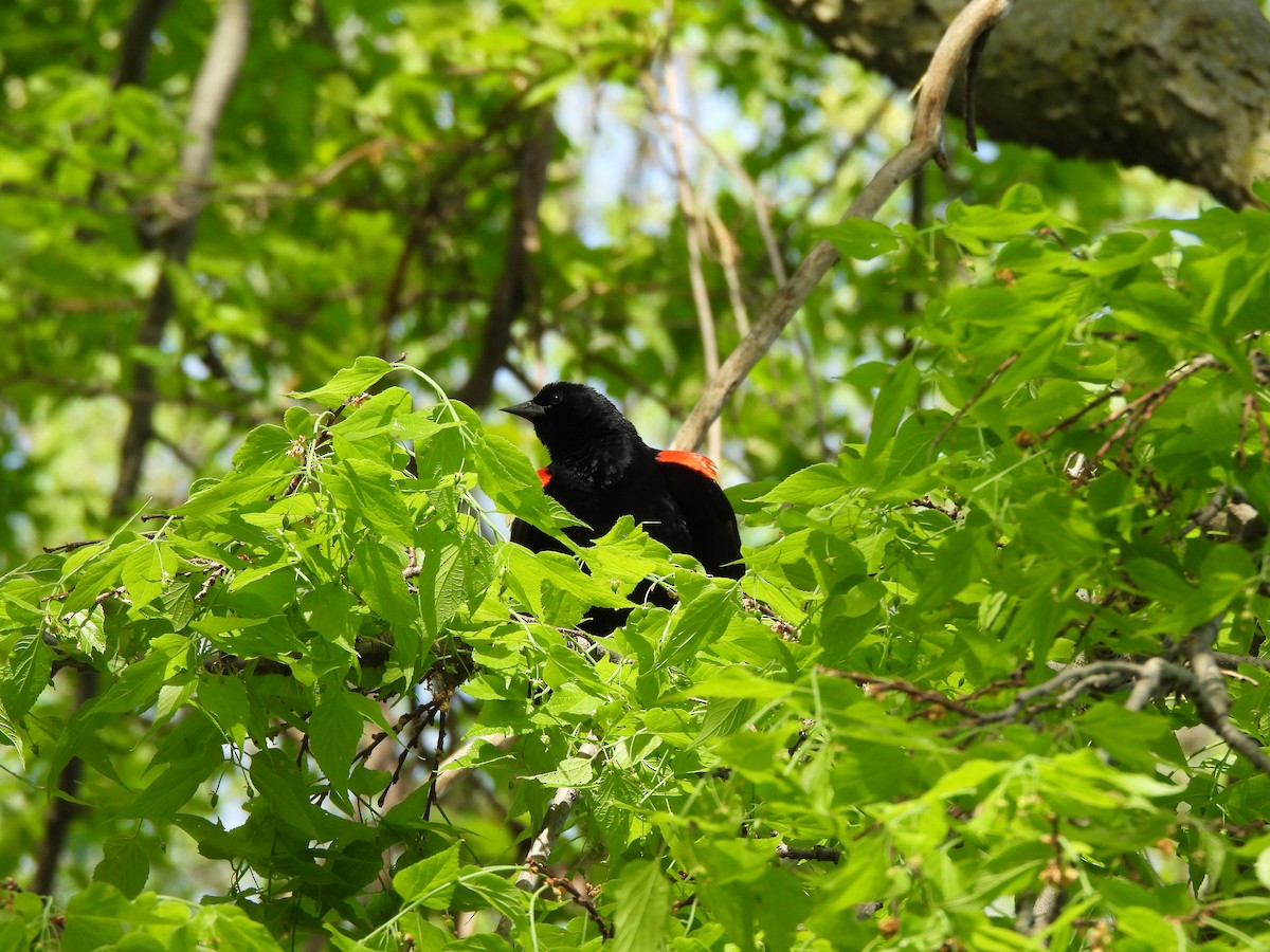 Red-winged Blackbird - ML620353738