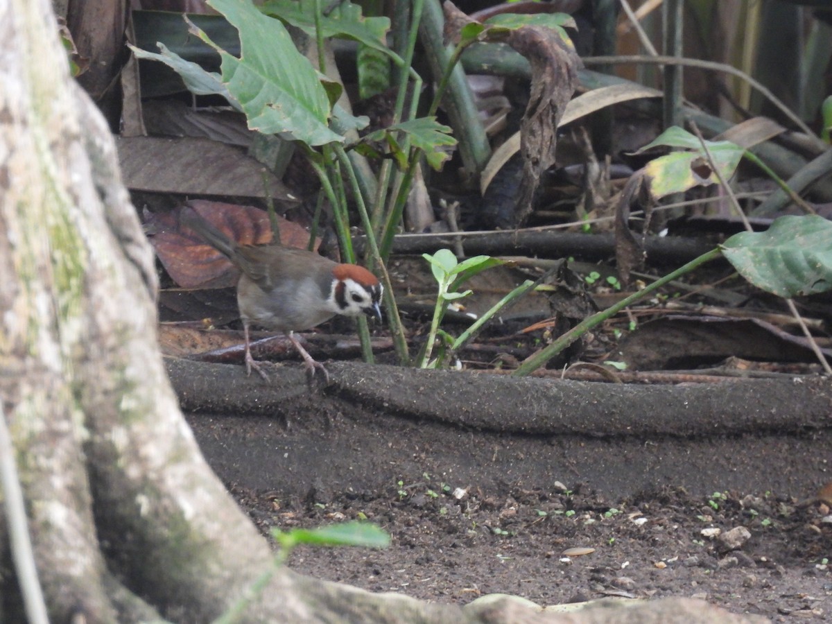 White-faced Ground-Sparrow - ML620353767