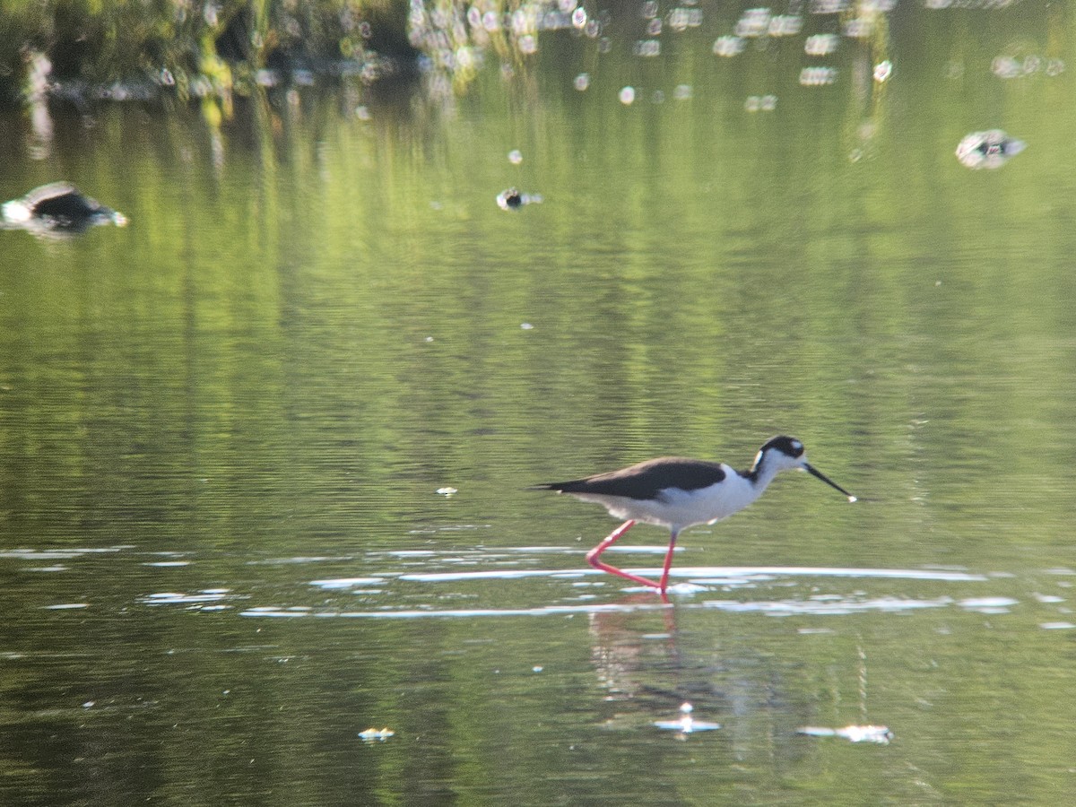 Black-necked Stilt (Black-necked) - ML620353784