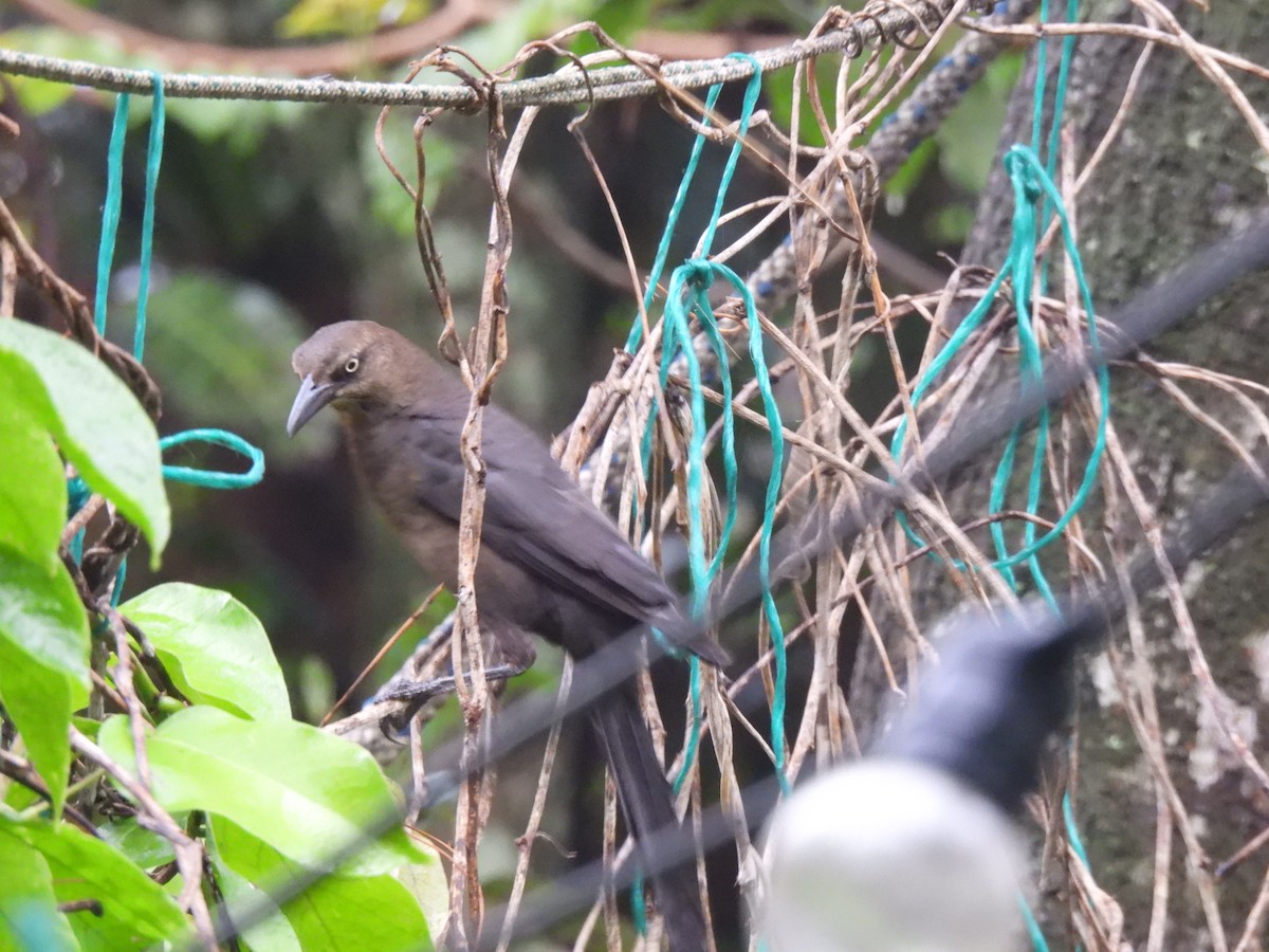 Great-tailed Grackle - ML620353787