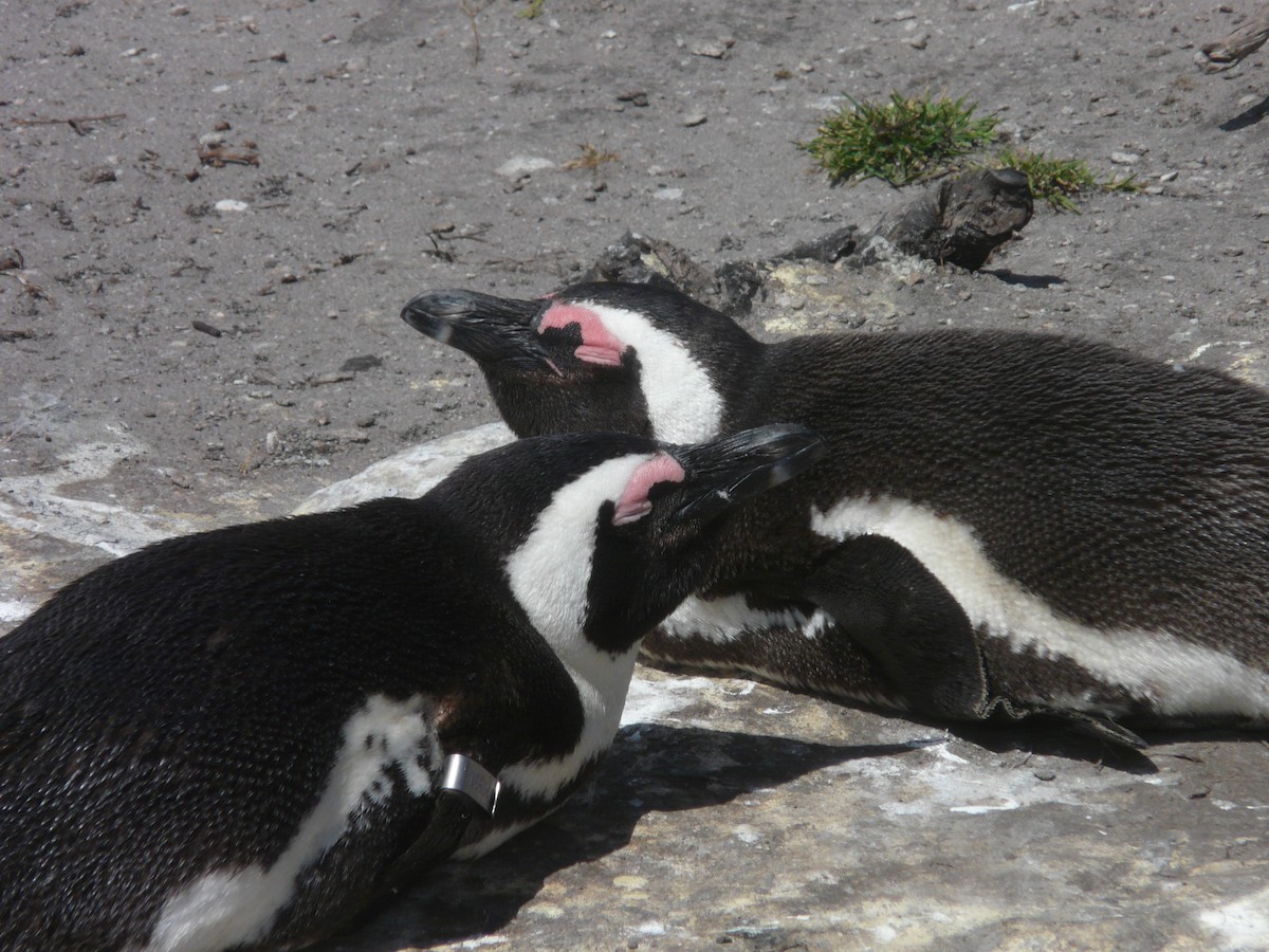 Pingüino de El Cabo - ML620353806