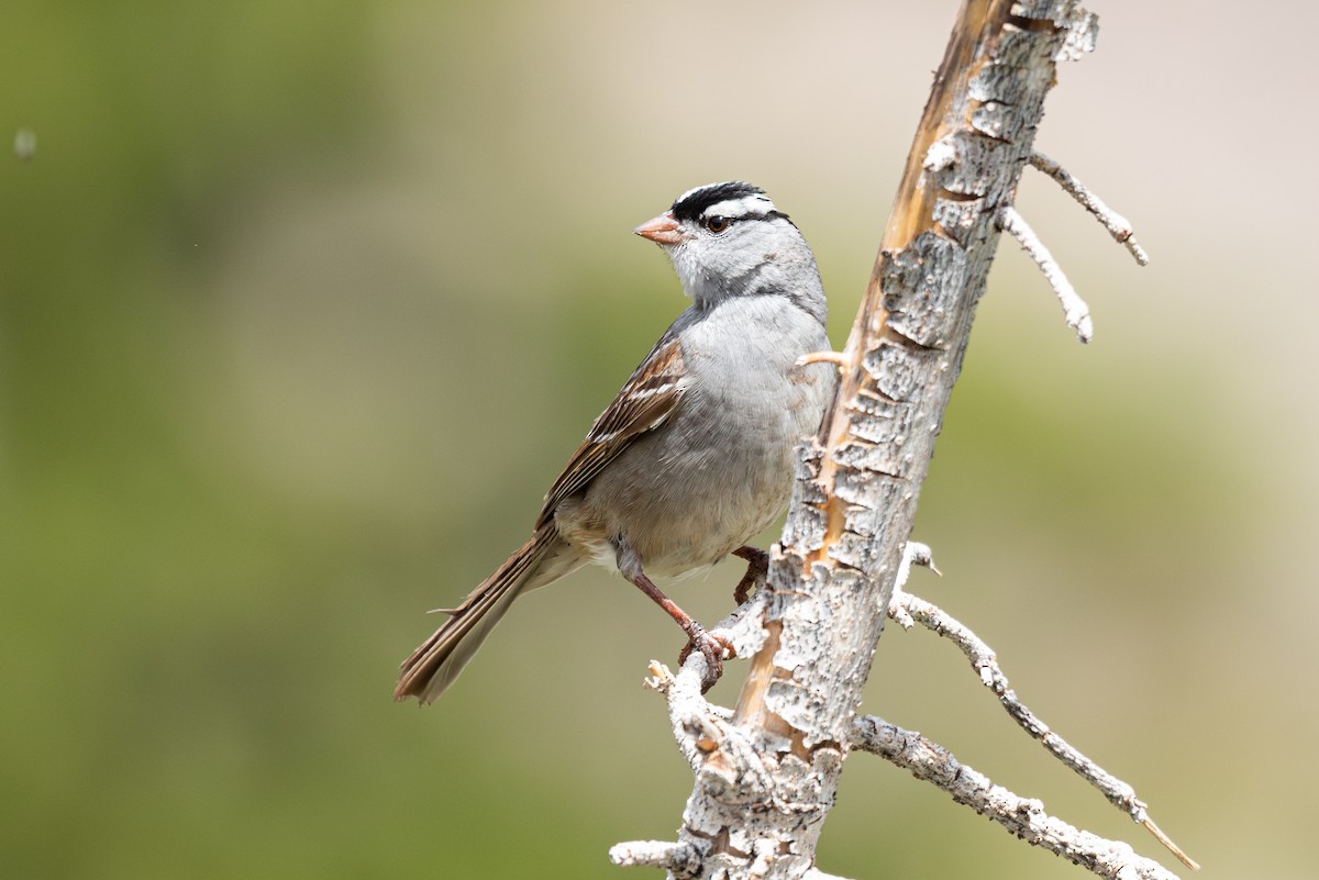White-crowned Sparrow (oriantha) - ML620353811