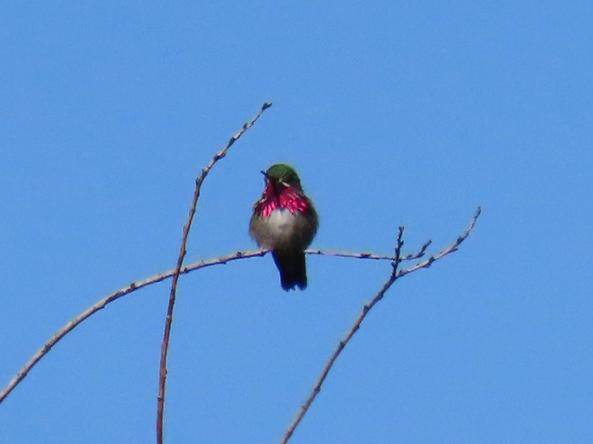 Calliope Hummingbird - ML620353814