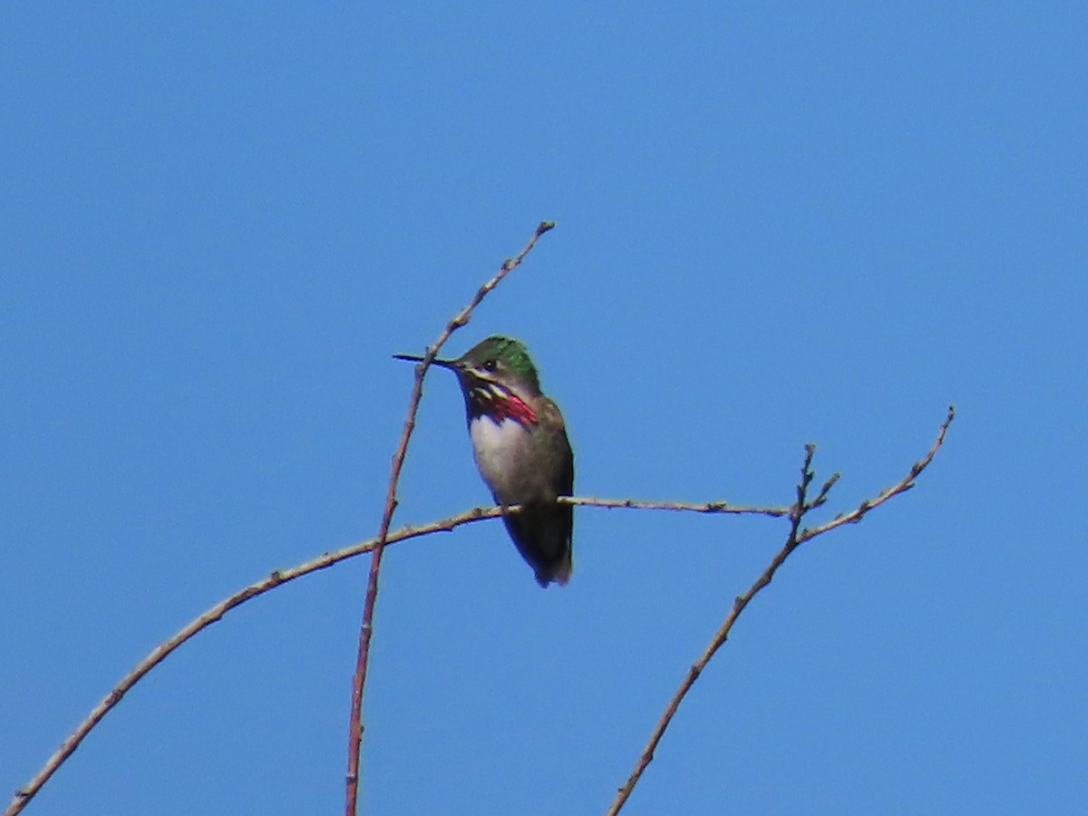 Calliope Hummingbird - ML620353815