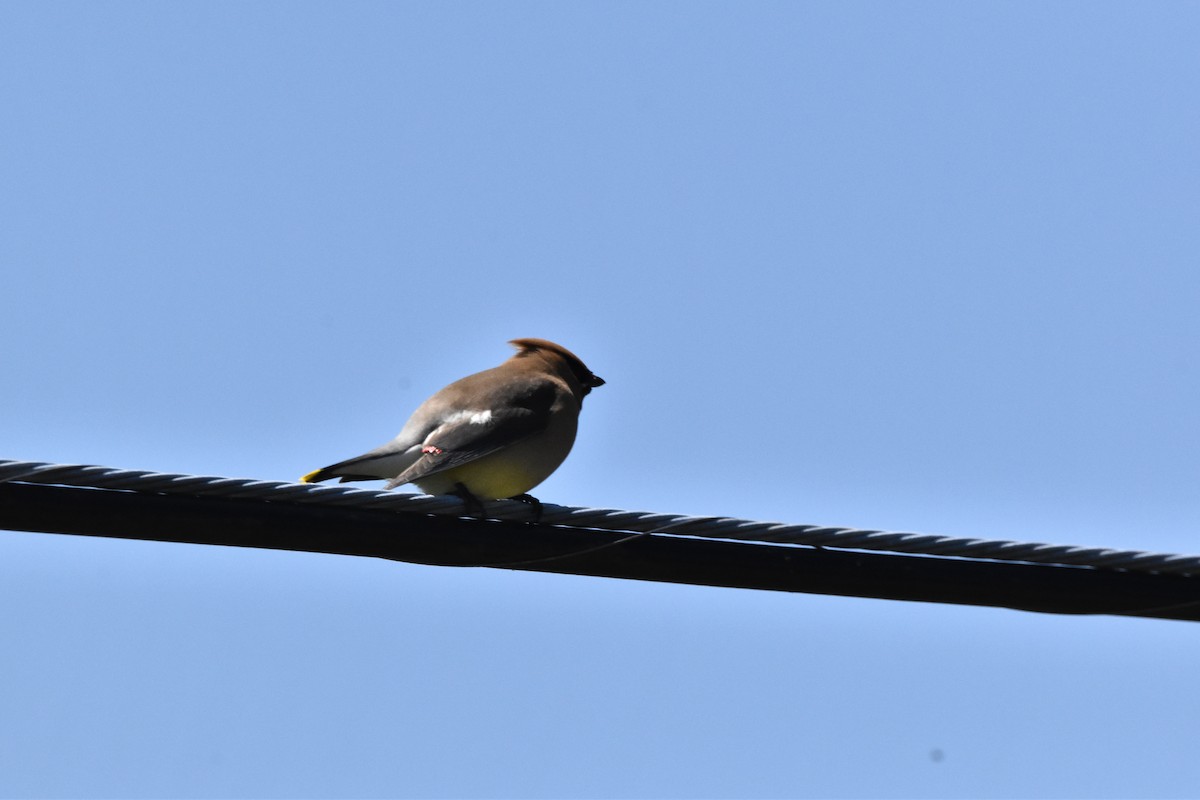 Cedar Waxwing - ML620353816