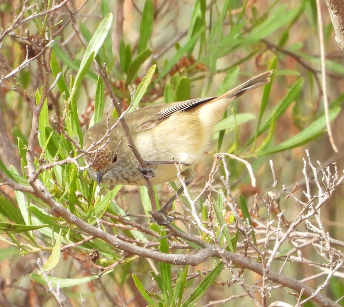 Brown Thornbill - ML620353832