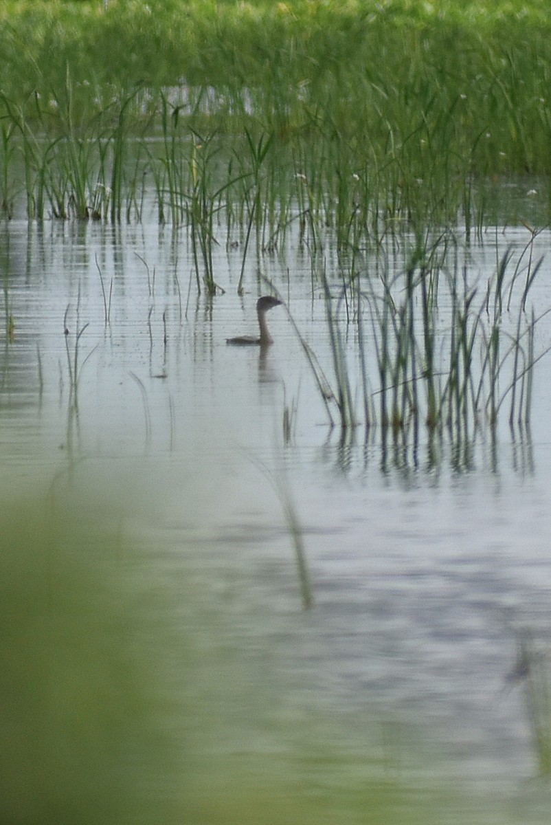 Pied-billed Grebe - ML620353833