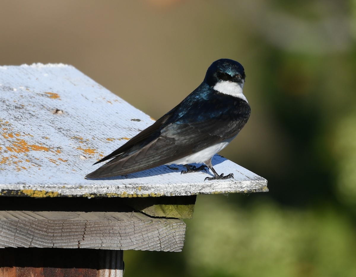 Golondrina Bicolor - ML620353834