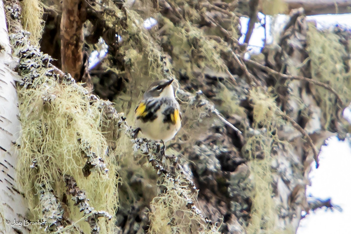 Yellow-rumped Warbler (Myrtle) - ML620353841