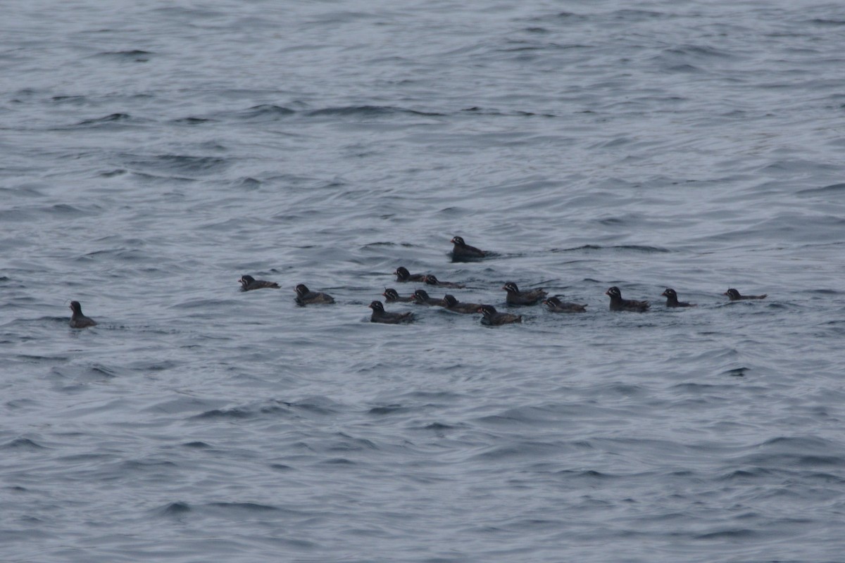 Whiskered Auklet - ML620353843