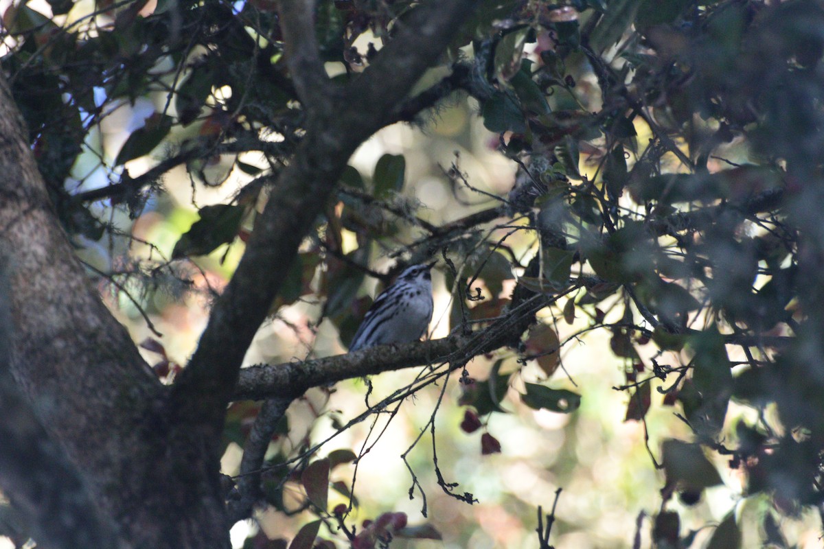 Black-and-white Warbler - ML620353894