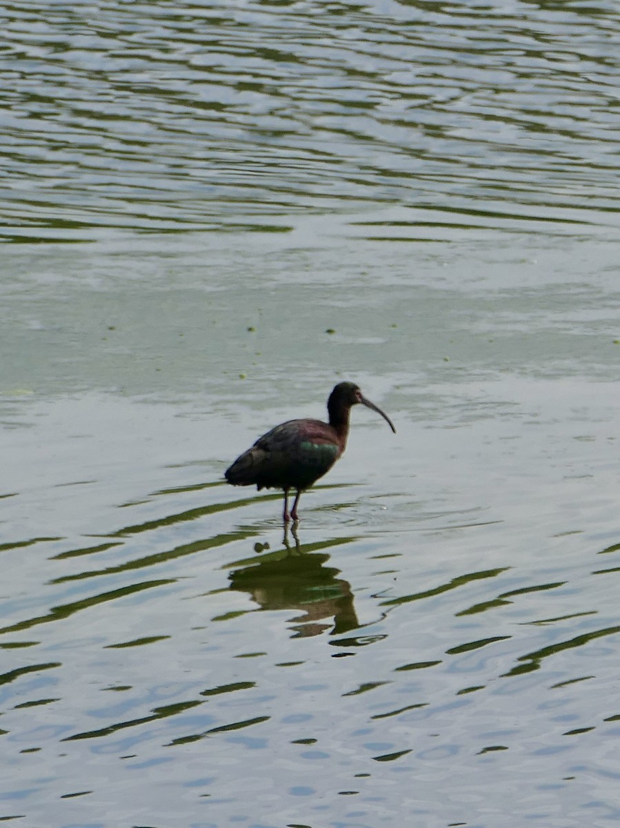 ibis americký - ML620353900