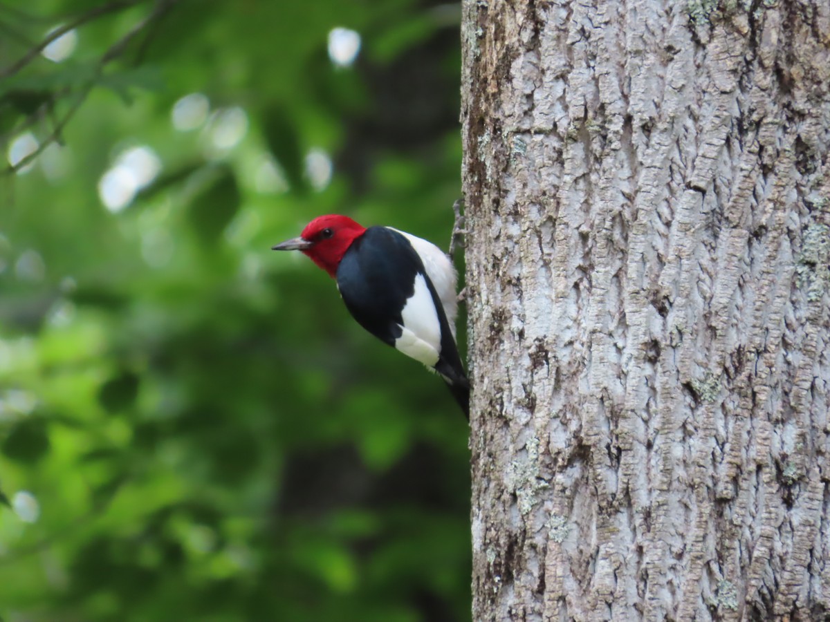 Red-headed Woodpecker - ML620353909