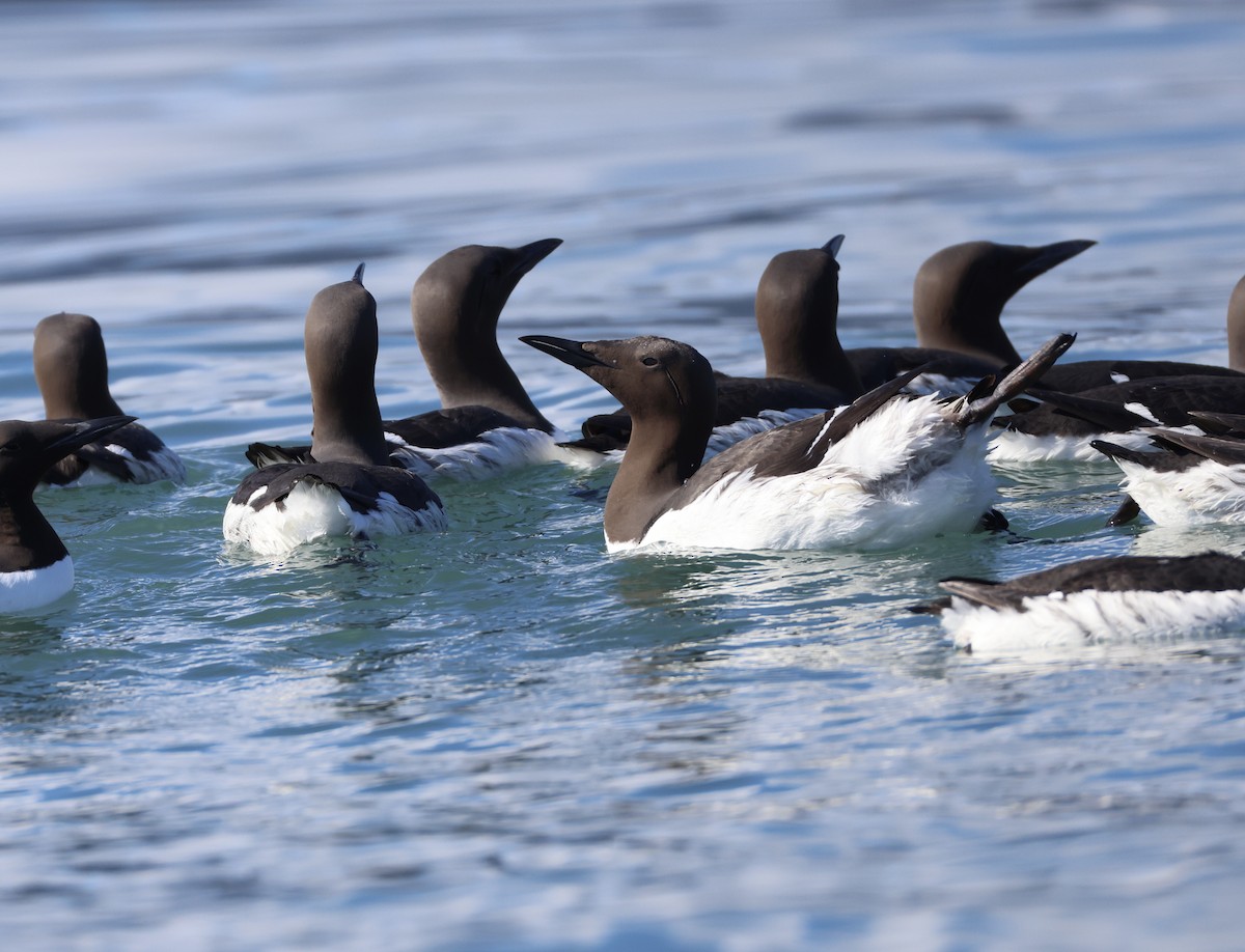 Common Murre - ML620353935