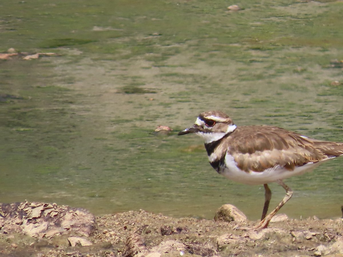 Killdeer - ML620353977