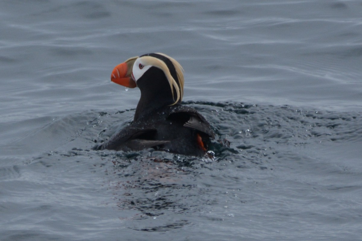 Tufted Puffin - ML620353988