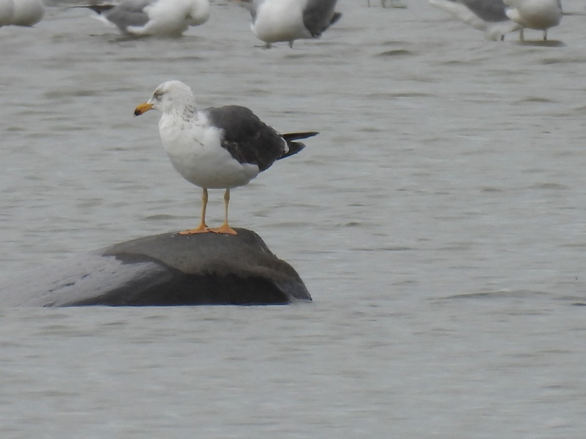 Gaviota Sombría - ML620354000