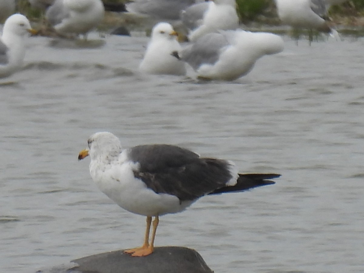 Gaviota Sombría - ML620354003