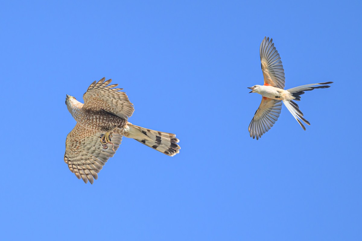 Cooper's Hawk - ML620354010