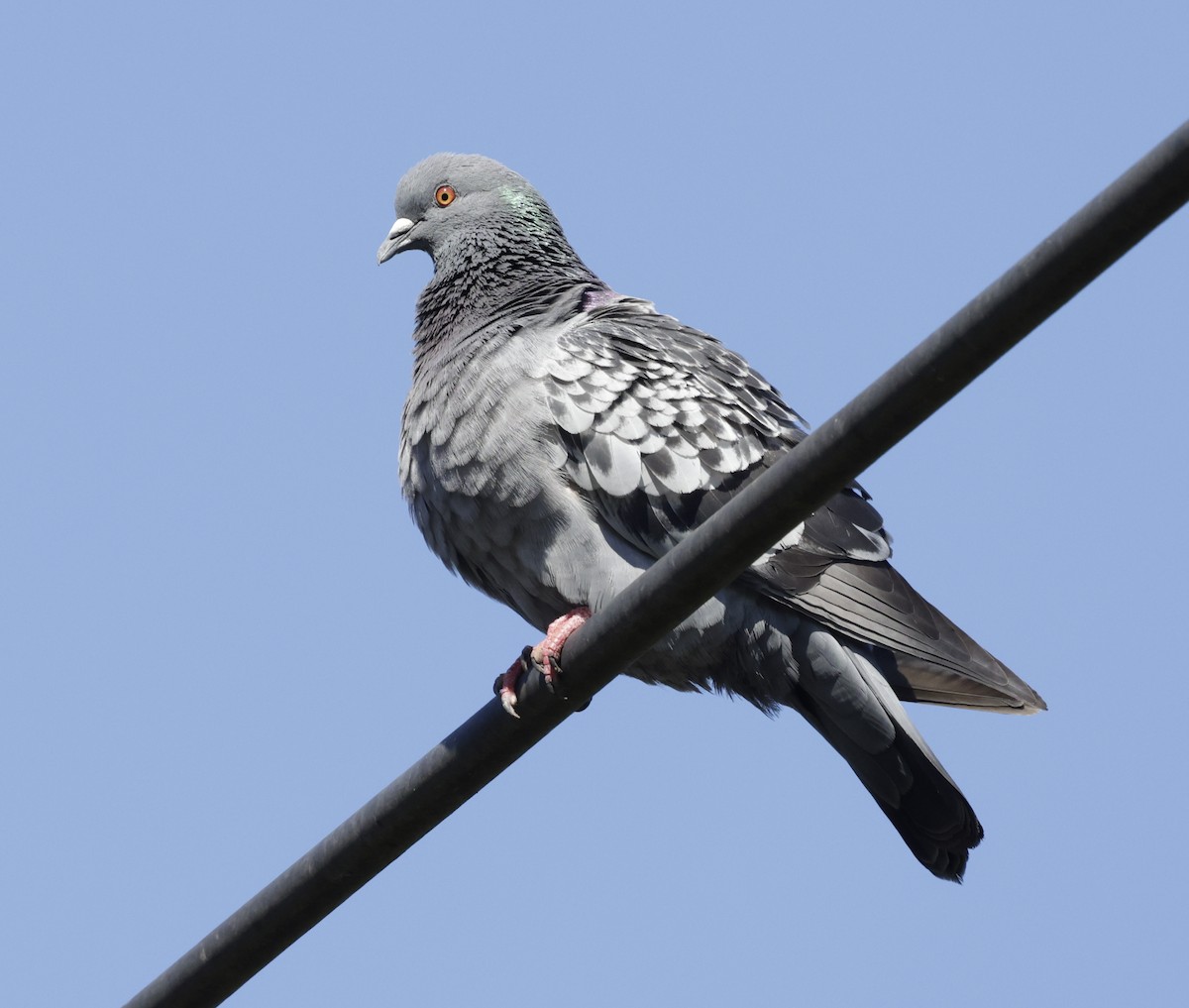 Rock Pigeon (Feral Pigeon) - ML620354033