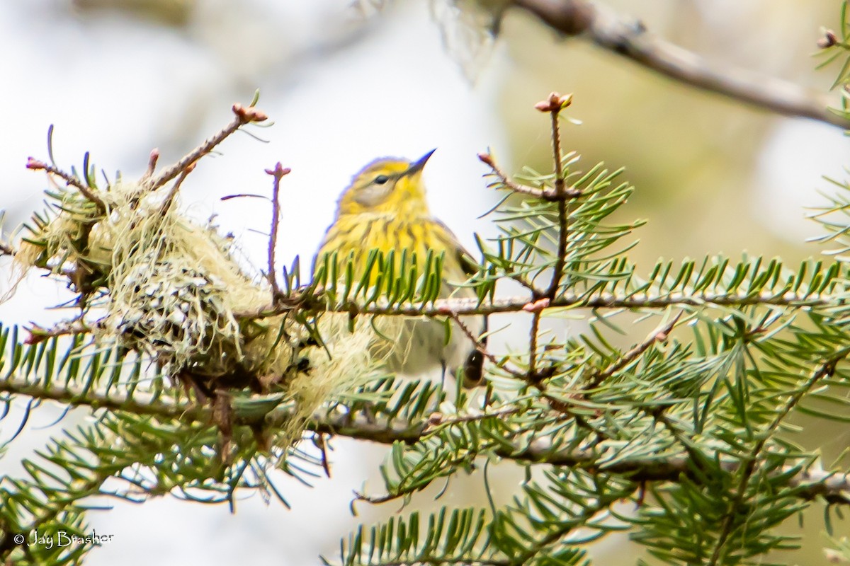 Cape May Warbler - ML620354039