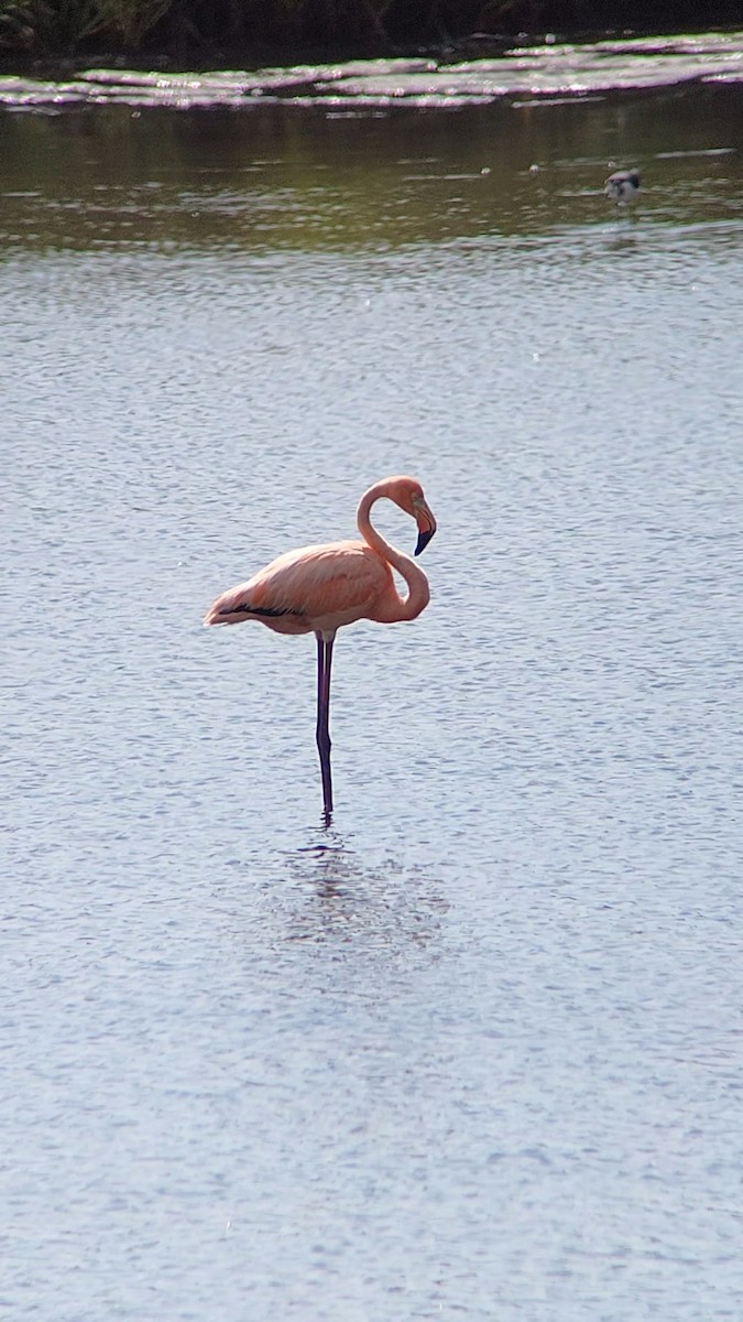 Amerika Flamingosu - ML620354058
