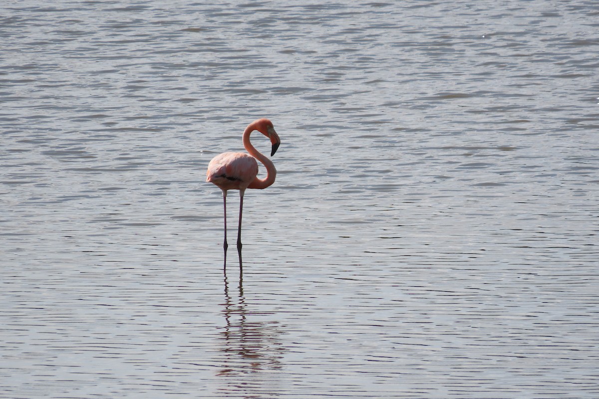 American Flamingo - ML620354059