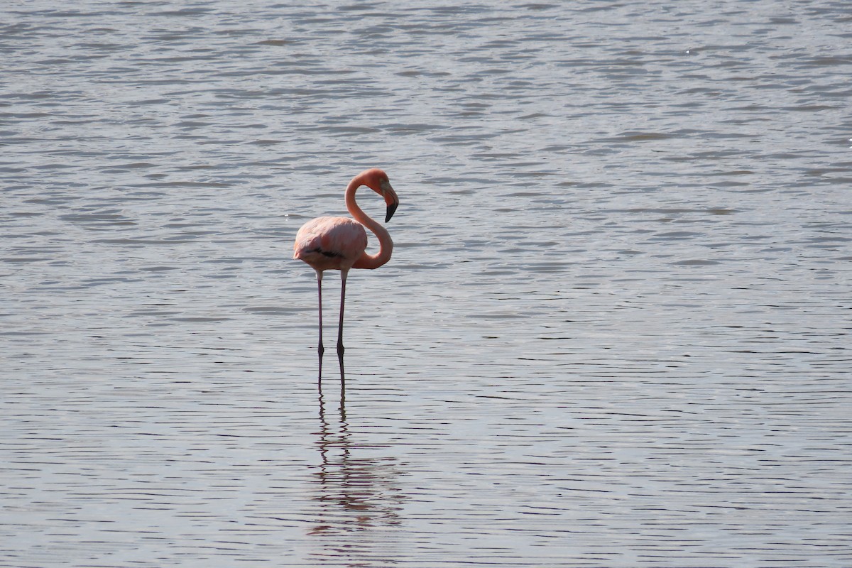 Flamant des Caraïbes - ML620354059