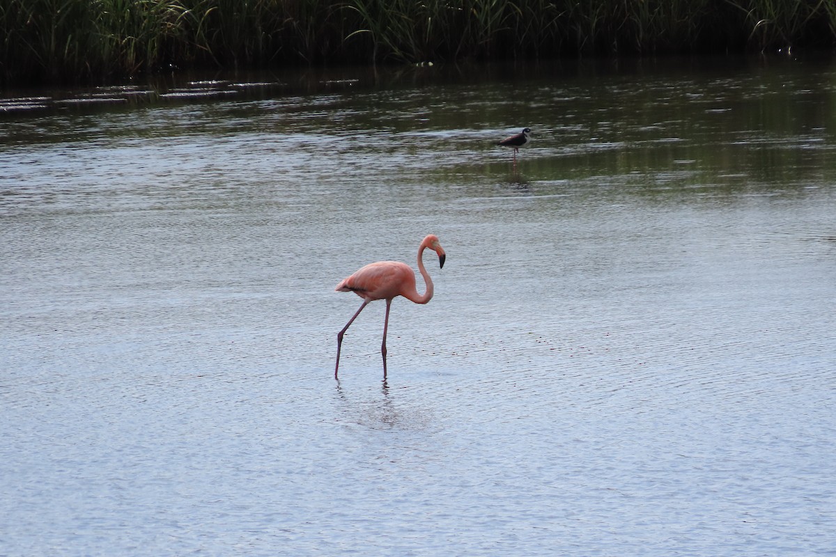 Flamant des Caraïbes - ML620354061