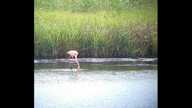 American Flamingo - ML620354063