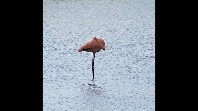 Flamant des Caraïbes - ML620354064