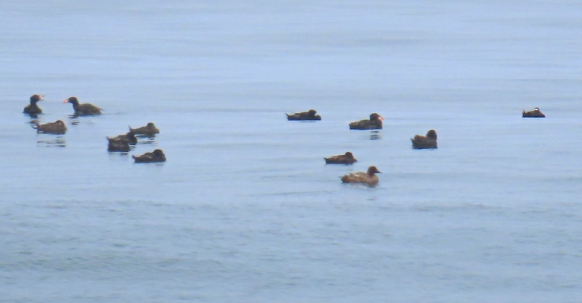 White-winged Scoter - ML620354080