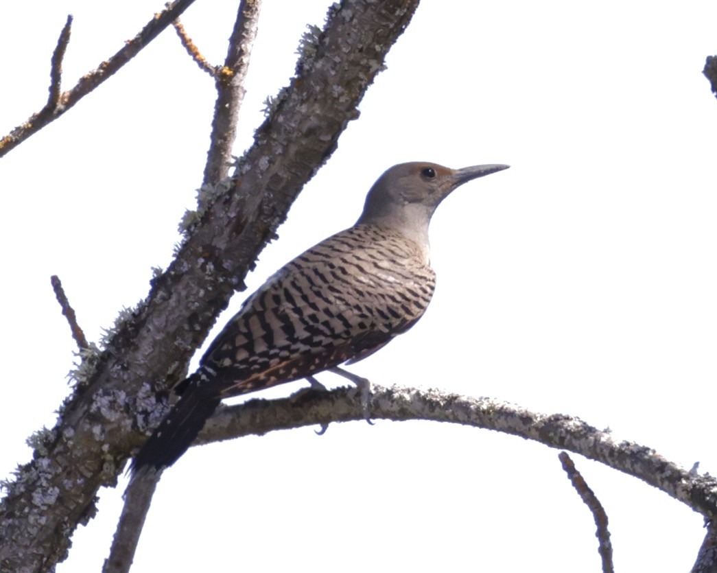 Northern Flicker (Red-shafted) - ML620354109