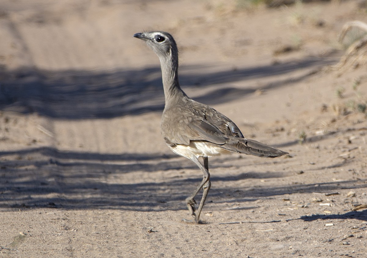 ub. spurvefugl (Passeriformes sp.) - ML620354120