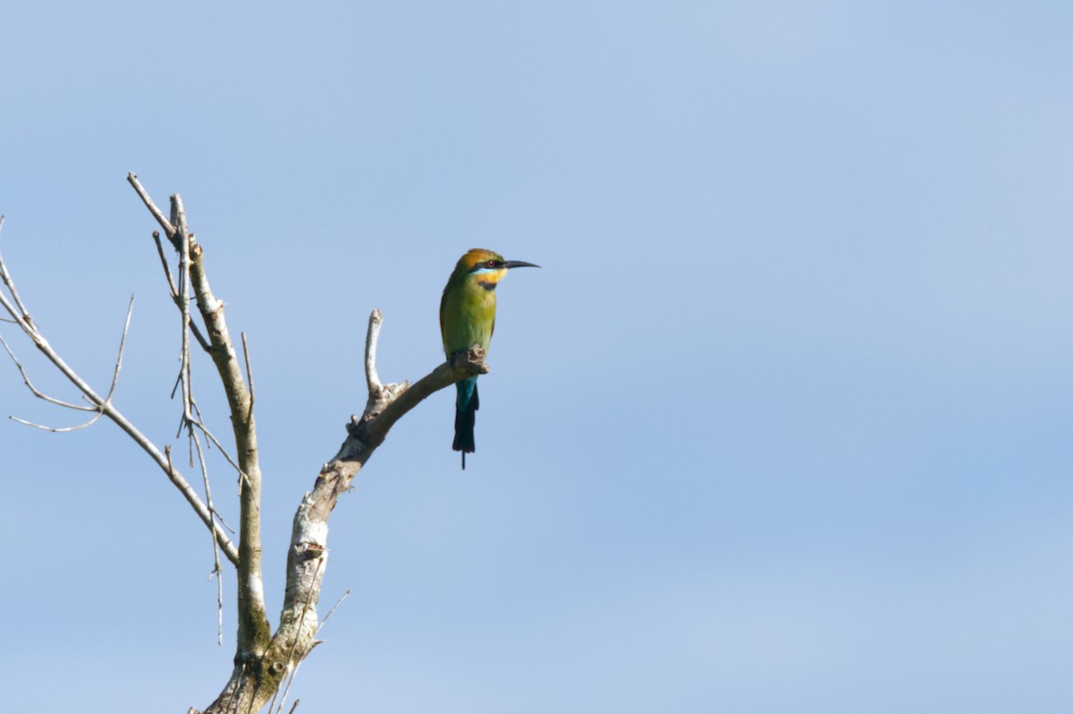 Rainbow Bee-eater - ML620354127