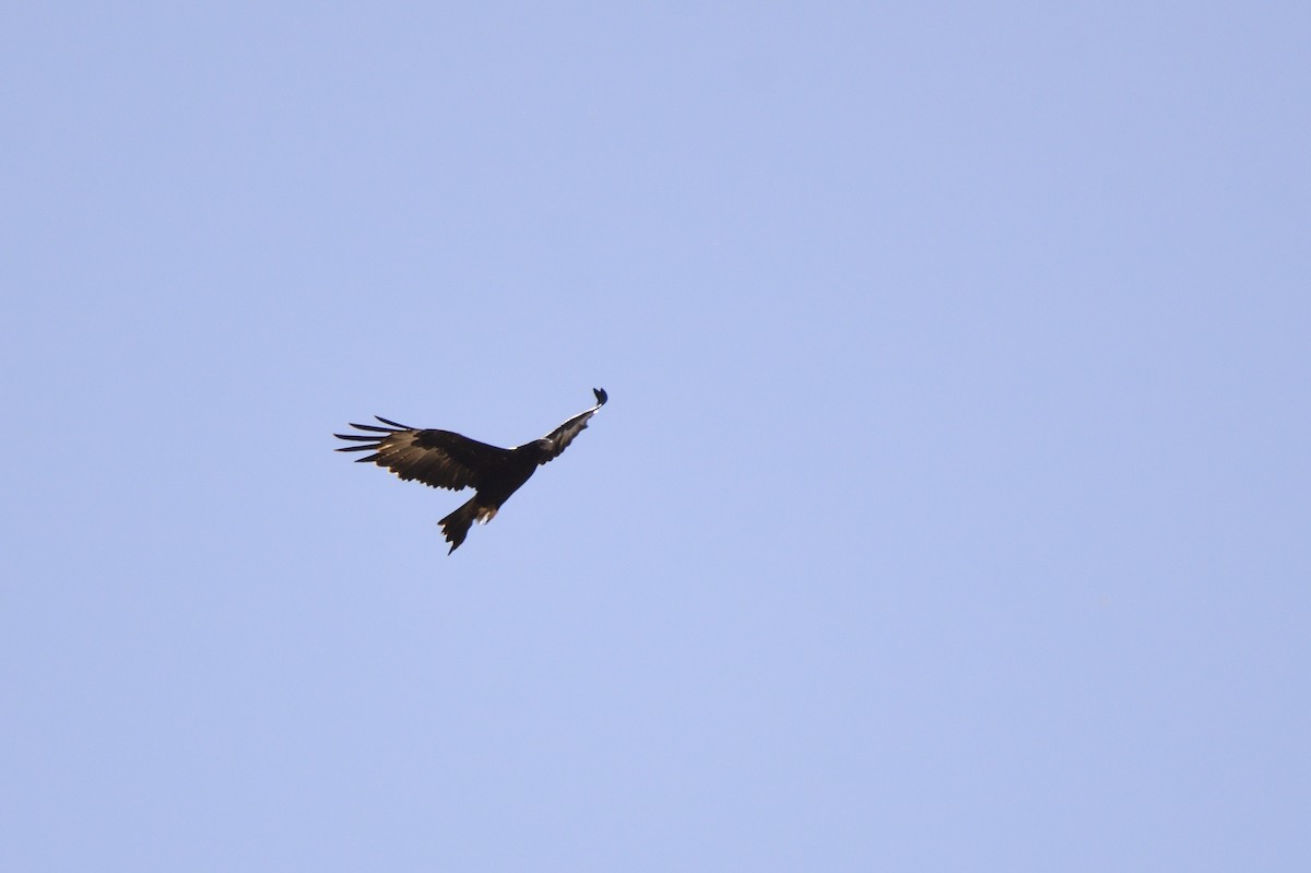 Wedge-tailed Eagle - ML620354137