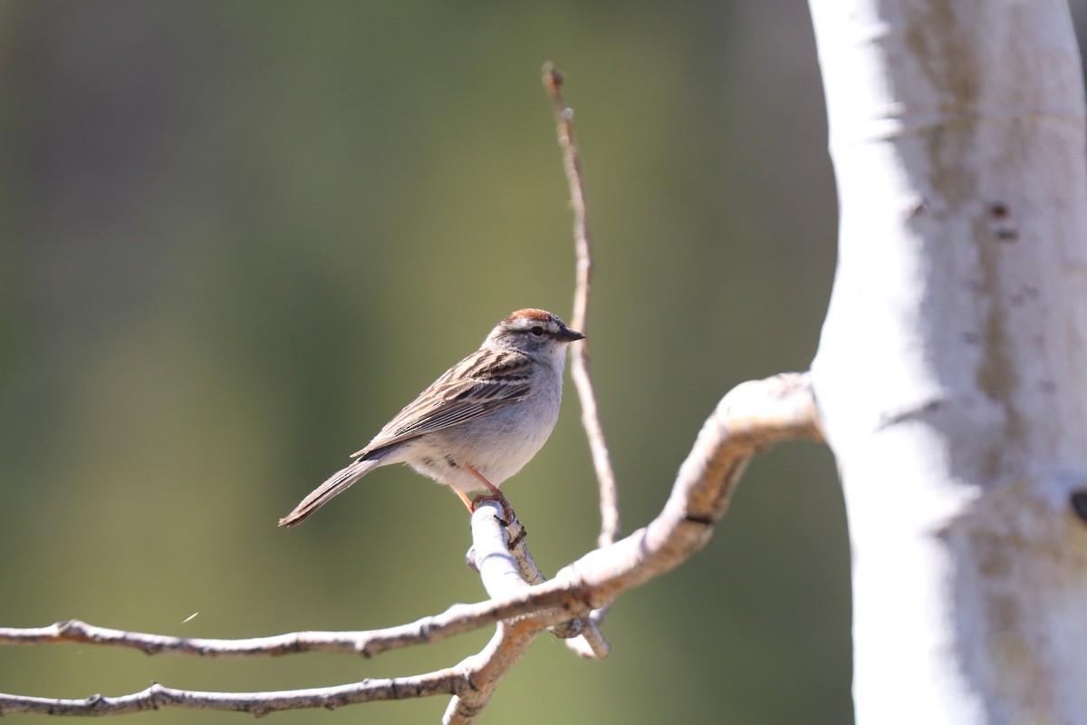 Chipping Sparrow - ML620354139