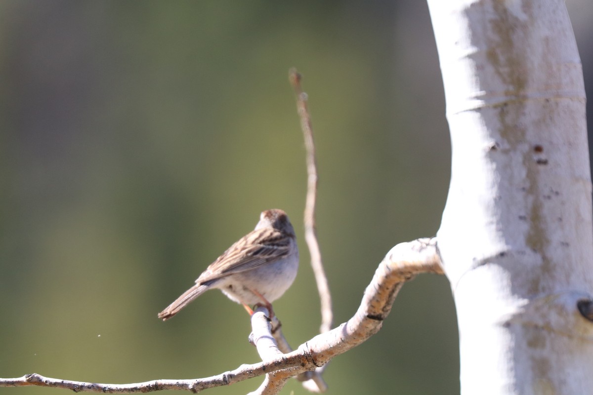 Chipping Sparrow - ML620354141