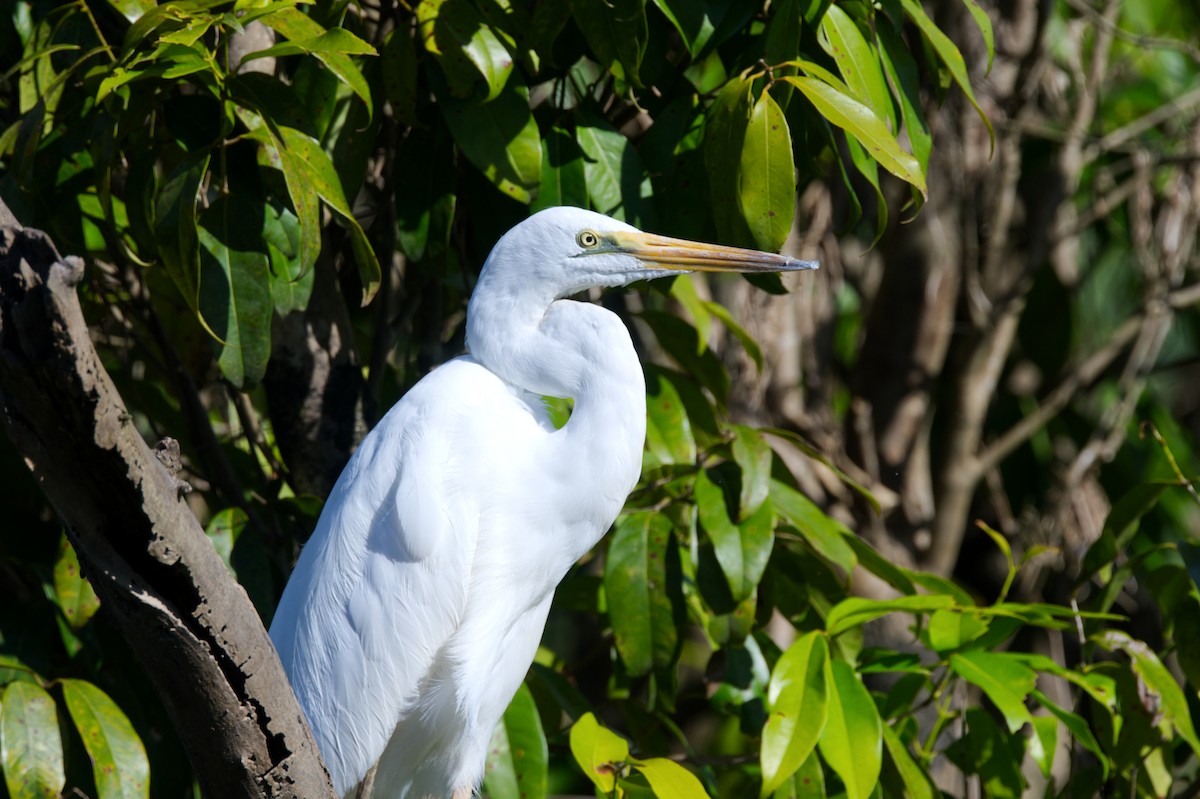 Great Egret - ML620354142