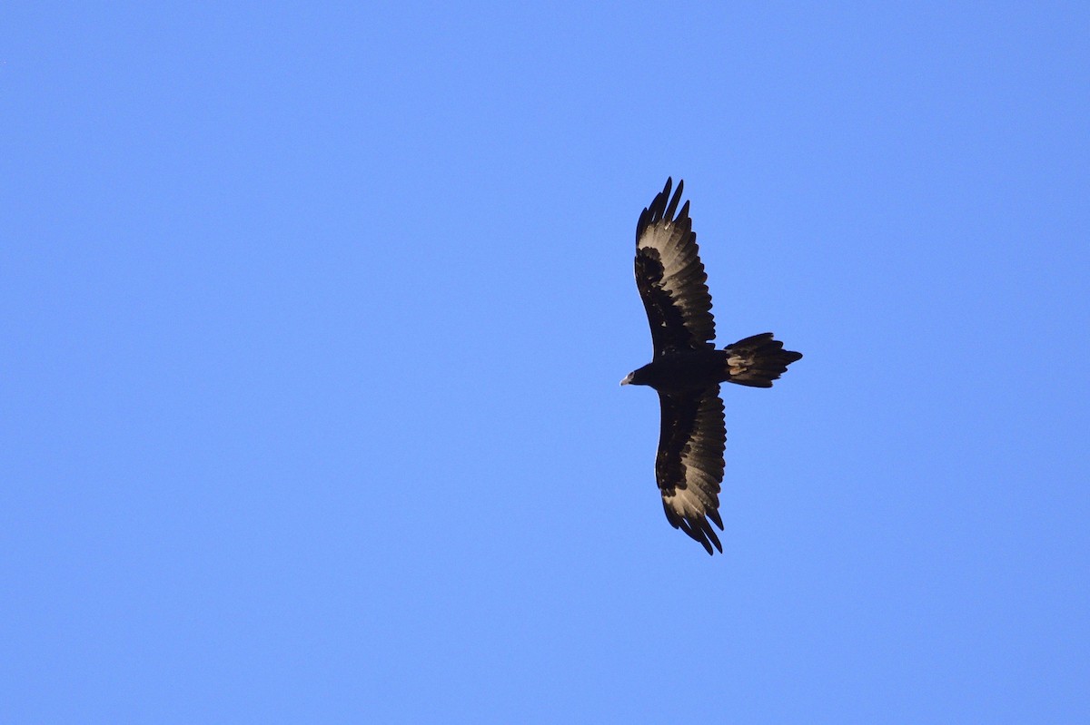 Wedge-tailed Eagle - ML620354143