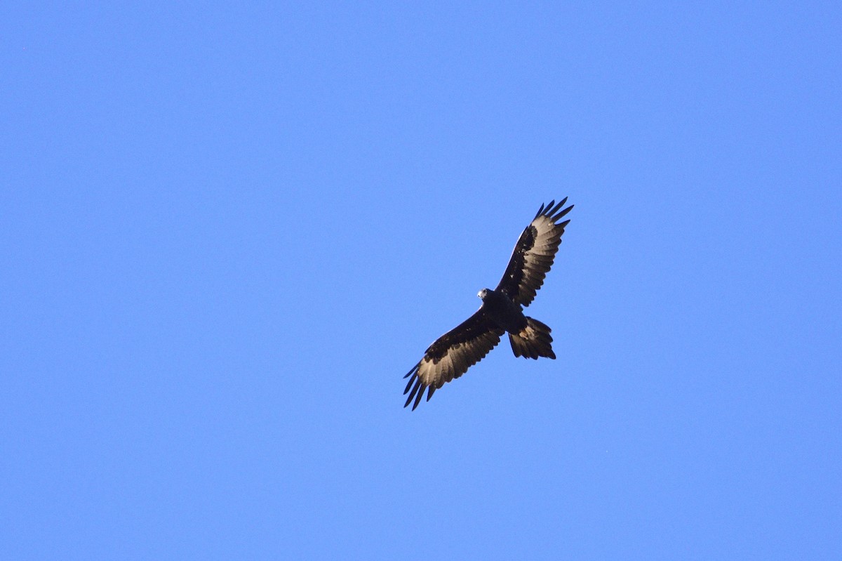 Wedge-tailed Eagle - ML620354144