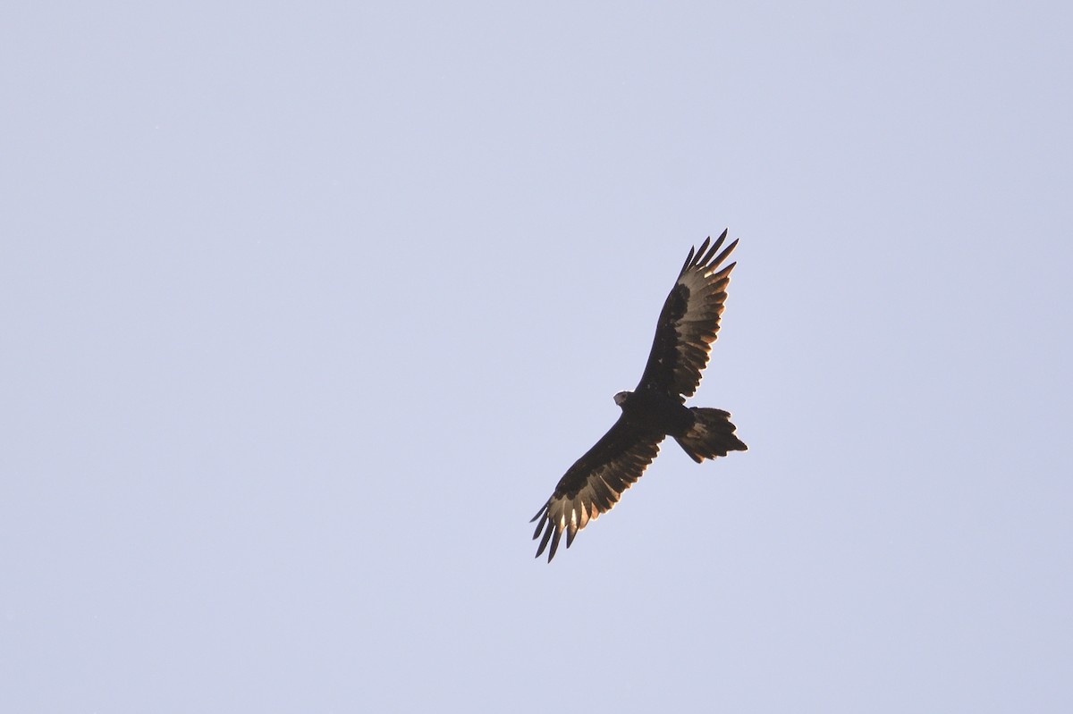 Wedge-tailed Eagle - ML620354146