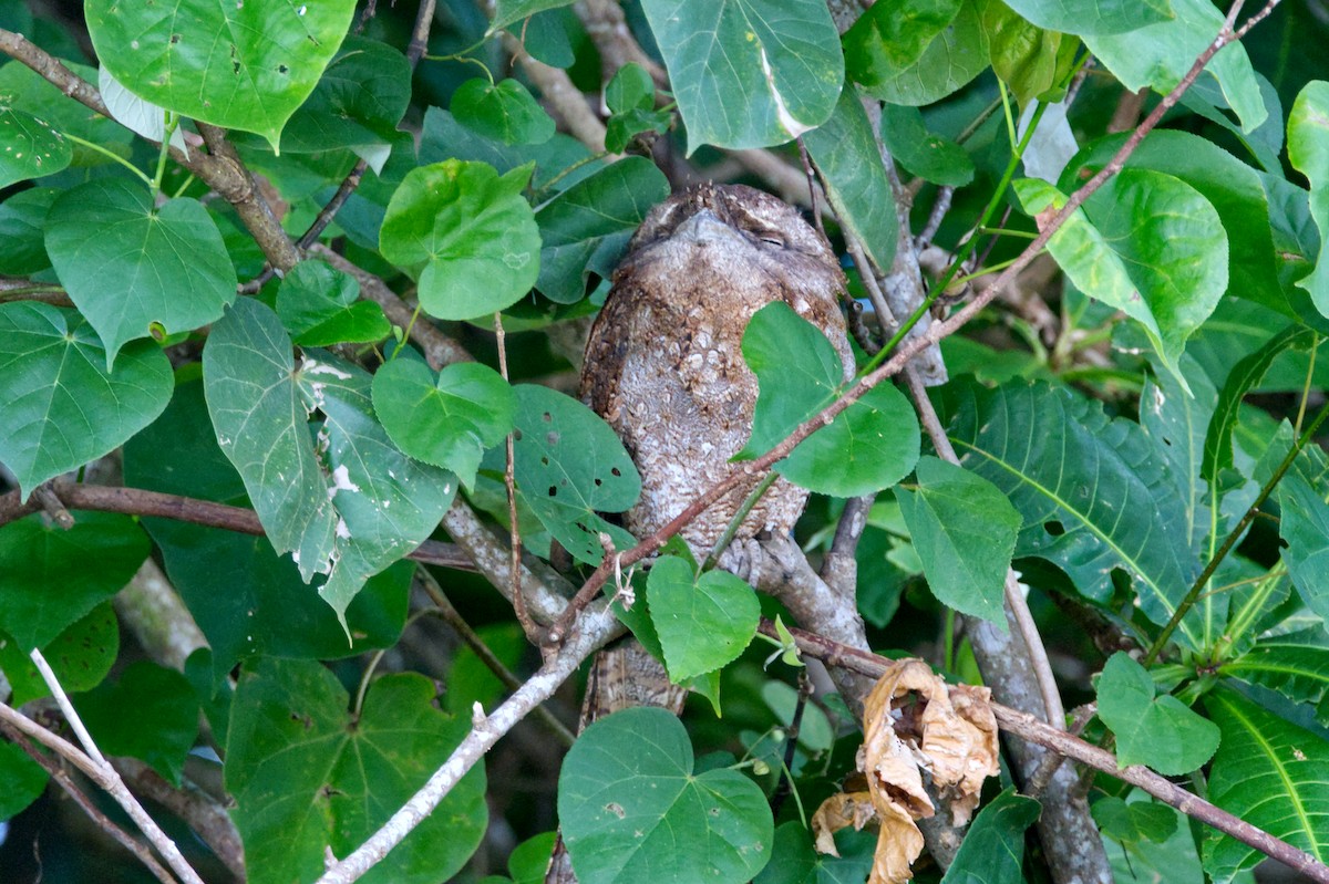 Papuan Frogmouth - ML620354162