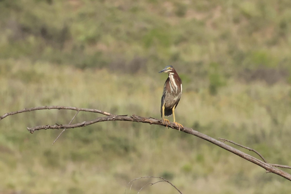 Green Heron - ML620354167