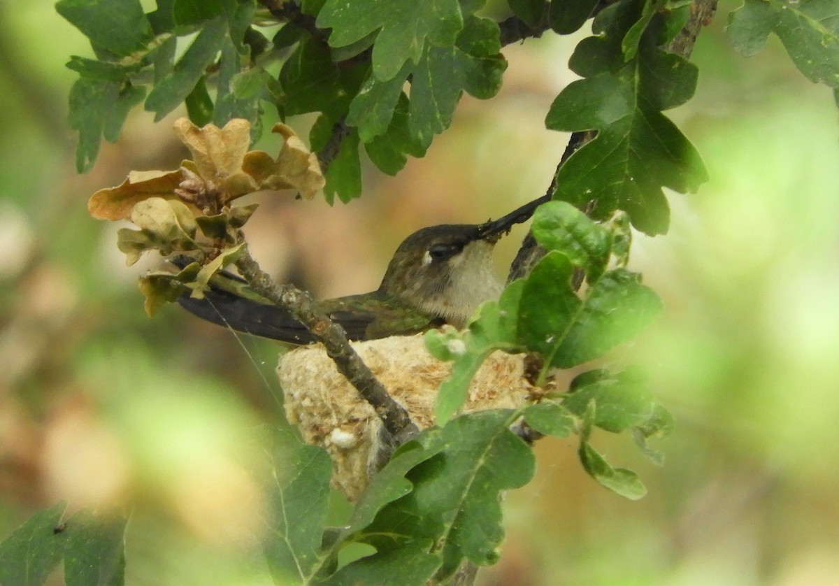 Black-chinned Hummingbird - ML620354173