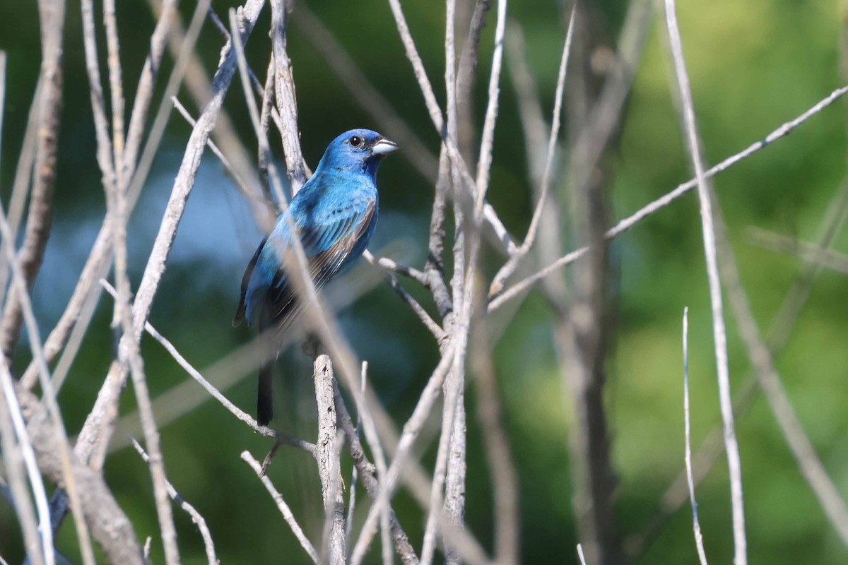 Indigo Bunting - ML620354182