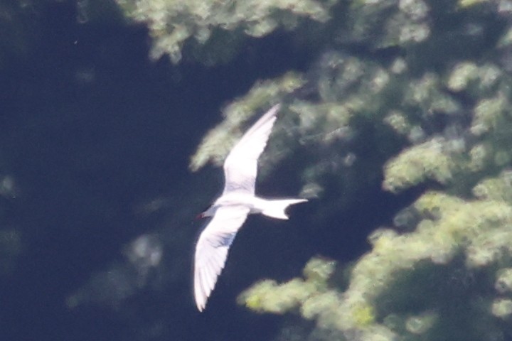 Common Tern - ML620354189