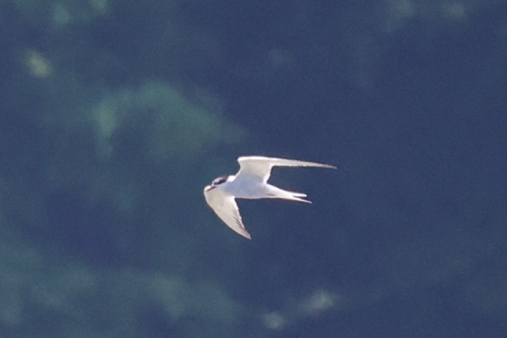 Common Tern - ML620354205