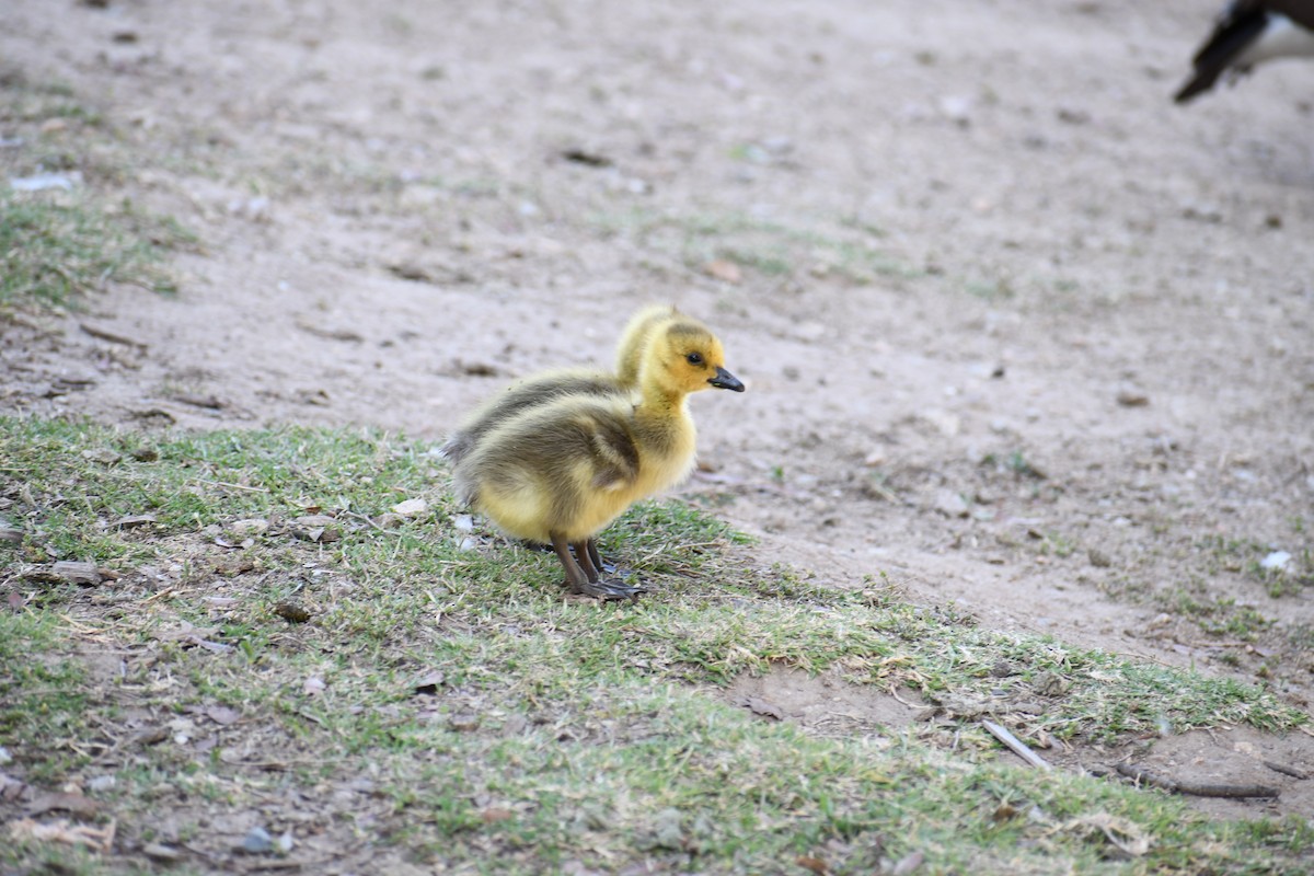 Canada Goose - ML620354224