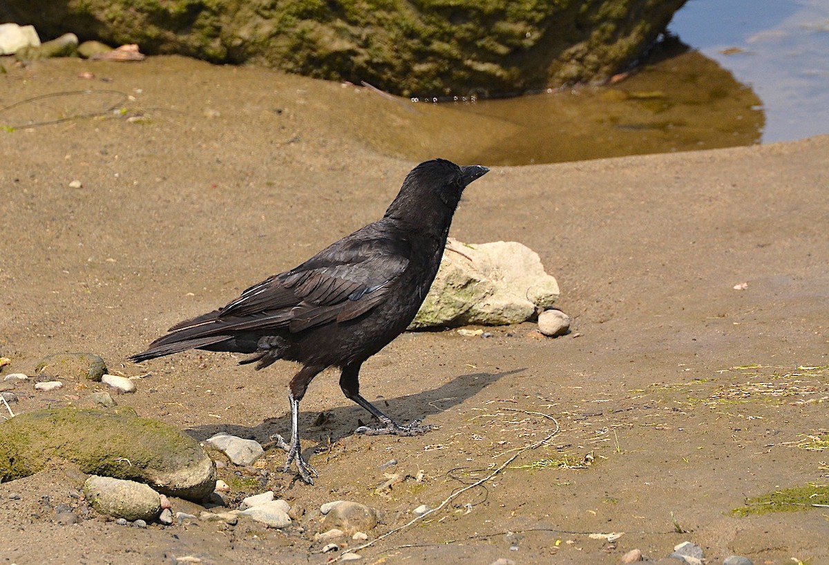 American Crow - ML620354231